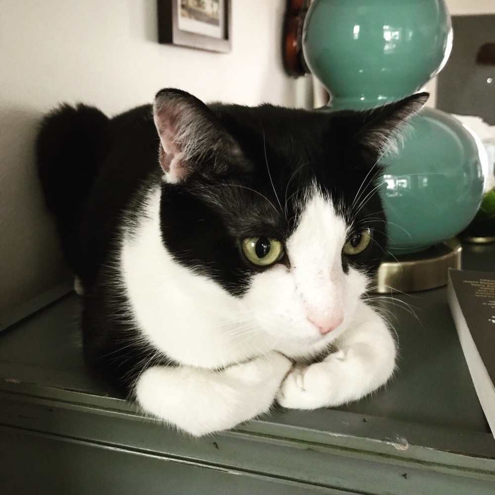 Meet your Posher, Erin